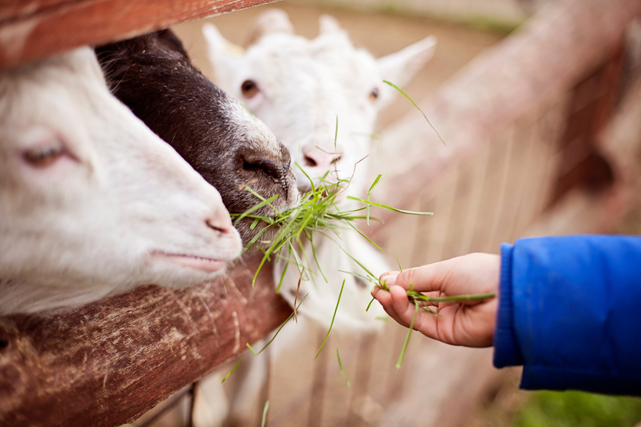 Boy feeding goats at a petting zoo