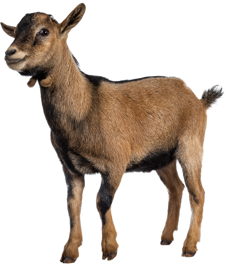 Brown agouti pygmy goat, on transparent background